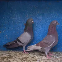 کفتر کبوتر