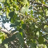 گیاه  تایبتی برای حیواندار های عزیز