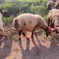 میش داشت
