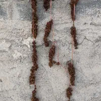 کشمش اشغاری