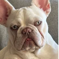 سگ فرنچ بولداگ ماده
