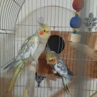 یک جفت عروس هلندی