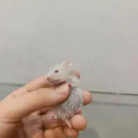 همستر ماده و توله همستر