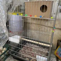 عروس هلندی و قفس