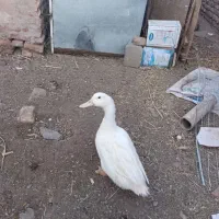 اردک