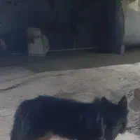 سگ ژرمن شپرد