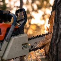 هرس و بریدن شاخه‌های خشک و مزاحم درخت. محلی و سریع