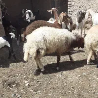 بره و یکساله برای قربونی