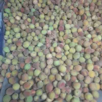 الو شابلون لواشکی  بسیار خوش طعم خوشمزه کیلو ۳۵و۵۰