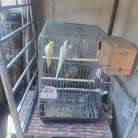 عروس هلندی