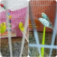 2 جفت مرغ عشق جوان و سرحال