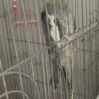 عروس هلندی ماده بالغ
