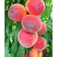خدمات برداشت میوه و میوه چینی