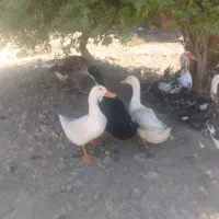 اردک و قاز سرحال