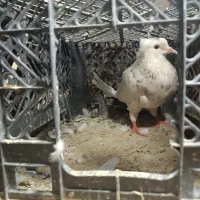 کفتر سفید بازی کن ریگان