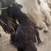 بز کهره دار
