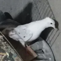 کفتر|پرنده|شیروان (لرستان), |دیوار