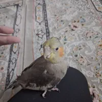 عروس هلندی نر سخنگو