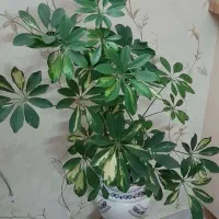 گل شفلرا