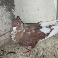 پرنده