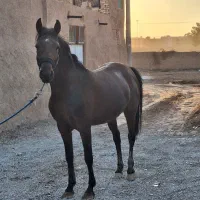 مادیان کردی درجه یک