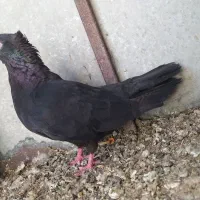 ماده زاغ کاکل