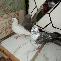 کفتر|پرنده|بندرعباس, |دیوار