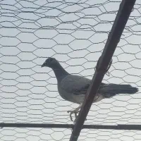 جوانه کبوتر