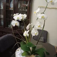 گل ارکیده