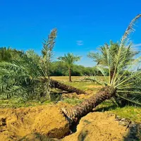 بانک ژنتیک نخل ایران تنهامرجع رسمی|خدمات باغبانی و درختکاری|تهران, مشیریه|دیوار