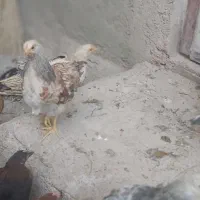 فروش جوجه ۵ ماهه