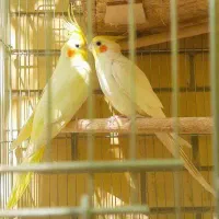 عروس هلندی مولد لوتینو