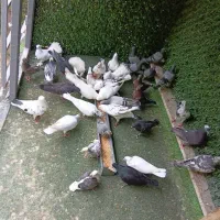 فروش کبوتر ( کفتر ) و مرغ عشق انگلیسی