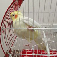 پرنده