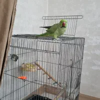 قفس