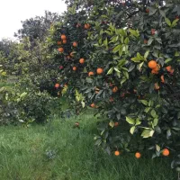 فروش باغ نزدیک شهر