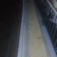 کارگر مرغداری تخمگذار
