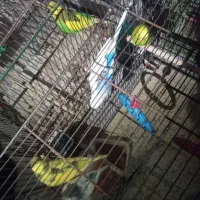 مرغ عشق|پرنده|لنده, |دیوار