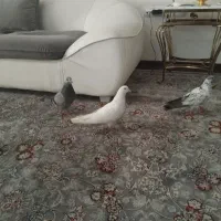 کفتر