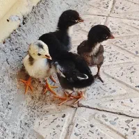 جوجه لاری
