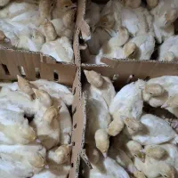 جوجه 15 روزه بوقلمون بیوتی