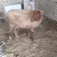 گوسفند