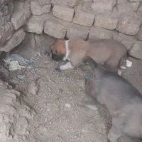 توله‌سرابی
