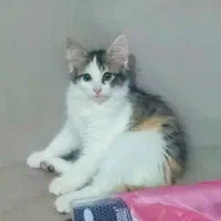 ۳تا بچه گربه ناز ۳ماهو نیمه