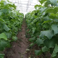 نیازمند دو نفر نیرو برای کار در گلخانه فوری