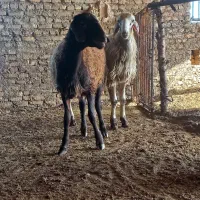 فروش بره قوچ همو وهترو