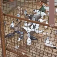 کبوتر