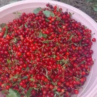 آلبالوی محلی