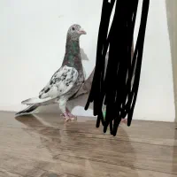 ۹ طوق کبوتر