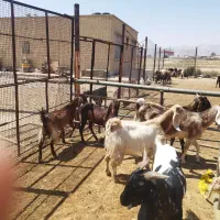 شش عددکولار